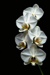 Obraz premium Elegant white orchids blooming on black background, showcasing beauty and artistry, artistry, black
