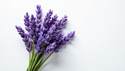 Fototapeta premium Fresh lavender flowers bundle lying on a clean white background, relaxation, bloom