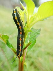 black caterpillar on the brush