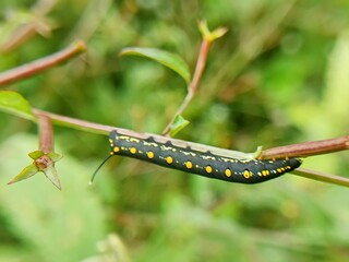 black caterpillar on the brush