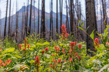 Castilleja, Indian Paintbrush, Prarie Fire flowers seen in Waterton Lakes National Park during summer time. Wilderness, background, bright nature wallpaper view in nature.