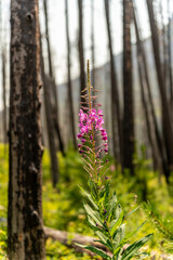 Stunning Fireweed flower seen in close up with blurred background. Chamaenerion angustifolium seen in Canada, Waterton Lake National Park with blurred forest background.