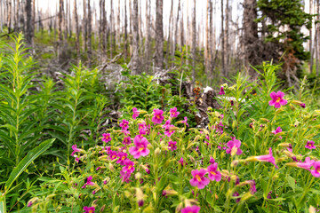 Fototapeta premium Purple monkey wild flowers (Erythranthe lewisii, Mimulus lewisii) seen in Waterton Lakes National Park during summer time, on beautiful warm day in wilderness, wild area of Alberta. 