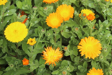 High quality photographs of blossoming Calendula, Ruddles or Pot Merigold flower portraying natures elegance and the subtle charm of their petals perfect for any design project or artistic inspiration