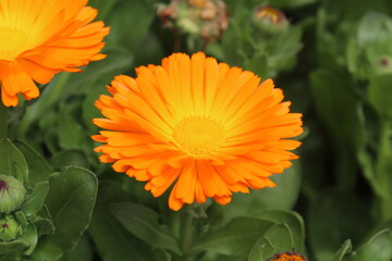 High quality photographs of blossoming Calendula, Ruddles or Pot Merigold flower portraying natures elegance and the subtle charm of their petals perfect for any design project or artistic inspiration
