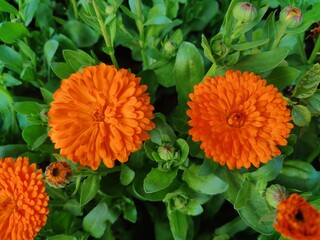 High quality photographs of blossoming Calendula, Ruddles or Pot Merigold flower portraying natures elegance and the subtle charm of their petals perfect for any design project or artistic inspiration