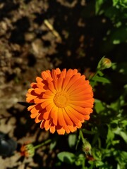 High quality photographs of blossoming Calendula, Ruddles or Pot Merigold flower portraying natures elegance and the subtle charm of their petals perfect for any design project or artistic inspiration