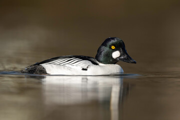 Fototapeta premium The common goldeneye (Bucephala clangula), or simply goldeneye, is a medium-sized sea duck of the genus Bucephala.