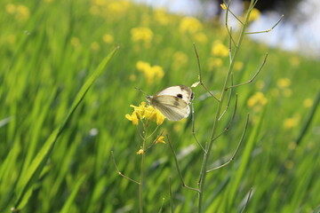 Mustard, Rapistrum, Brassica rapa or Rapeseed yellow flowers 
