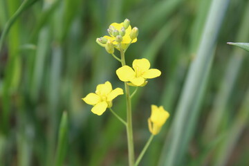 Mustard, Rapistrum, Brassica rapa or Rapeseed yellow flowers 
