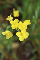 Mustard, Rapistrum, Brassica rapa or Rapeseed yellow flowers 
