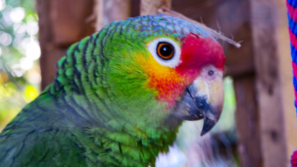 rainbow lorikeet parrot