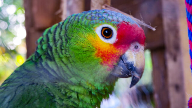 rainbow lorikeet parrot