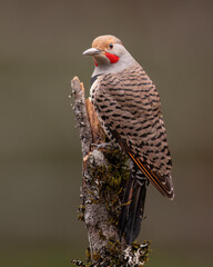 Northern Flicker (Colaptes auratus), or common flicker, (Red-shafted) western 