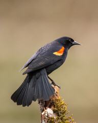 Red-winged Blackbird (Agelaius phoeniceus), male