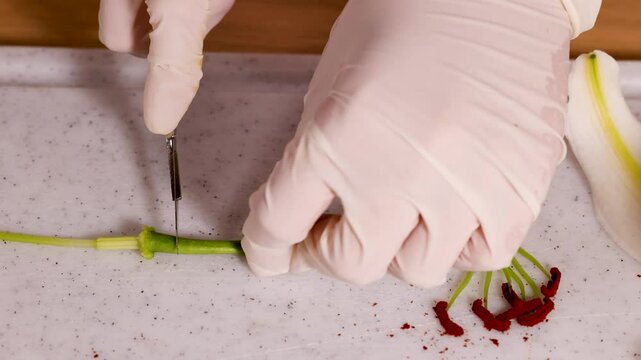Detailed Dissection of a Lily Flower in Laboratory