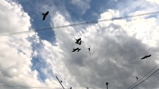 Black Kites Soaring in Kamakura's Cloudy Sky