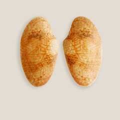 Aesthetic summer card, closeup shells of mollusk orange color on beige  background. Natural Seashell with shadow, nautical style, ocean and sea life design, top view minimal monochrome layout