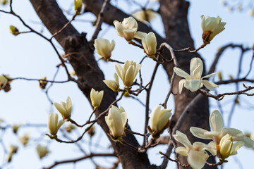 Close-up photo of white magnolia flowers blooming in spring in March