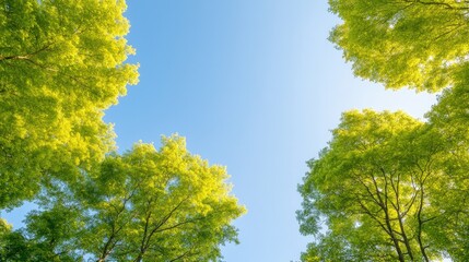 serene forest landscape with towering trees swaying in gentle breeze on sunny day