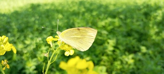 Yellow butterfly resting on a mustard flower in a green field  
