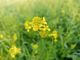 Yellow mustard flower blooming in a green field  
