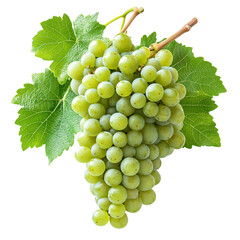 Obraz premium A Bunch of White Grapes with Green Leaves Isolated on Transparent Background
