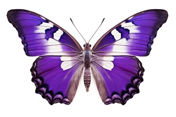 Obraz premium Purple Emperor Butterfly butterfly insect animal.