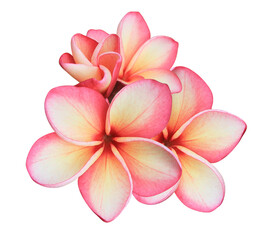 Plumeria or Frangipani or Temple tree flower. Close up pink-yellow frangipani flowers bouquet isolated on transparent background.	