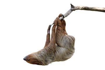 Cute two-toed sloth hanging on tree branch isolated on transparent background png file © Passakorn