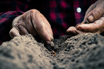 Close-up  farmer hands seed planting process earth.