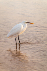 Great egret (Ardea alba), a medium-sized white heron fishing on the sea beach