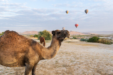 camels in the desert in Cappadocia turkey