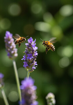 Bees pollinating lavender flowers in a vibrant garden  