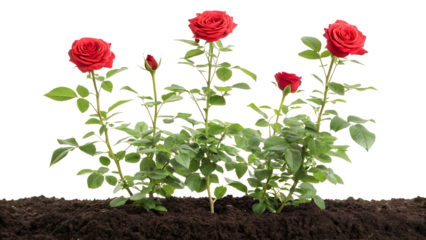 Three red roses growing in soil, isolated on white background.