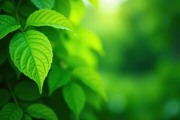 Green leaves of various shapes and sizes growing in a lush garden during the summertime, creating a vibrant and refreshing natural background,  green leaf,  wallpaper