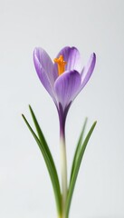 Fototapeta premium Fresh spring crocus flower standing out against a clean white background, perfect for copy space, pure, freshness