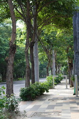 A quiet sidewalk surrounded by trees and plants during the day