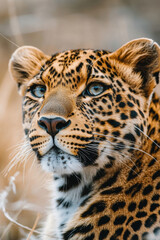 Fototapeta premium Close up portrait of a leopard showing its spots and wild beauty