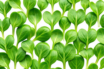 Obraz premium Fresh green corn salad leaves background