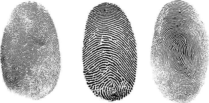 Human fingerprints set. Biomimetic fingermark. Authentication logo ideas. Biometric human fingerprint clipart