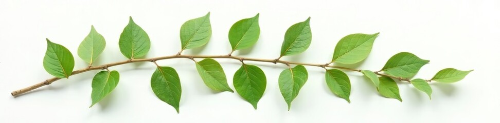 Naklejka premium Isolated pressed and dried green branch with delicate leaves for aesthetic scrapbooking and dry plant arrangements, leaves, minimalistic
