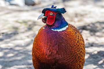 Front view of a male common pheasant (Phasianus colchicus) in close-up, his head with horns of feathers turned sideways, the pheasant looks into the camera.