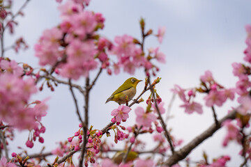 日出町大神の河津桜とメジロ