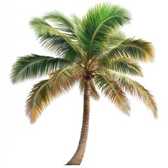 Lush palm tree with vibrant green fronds against a white background.
