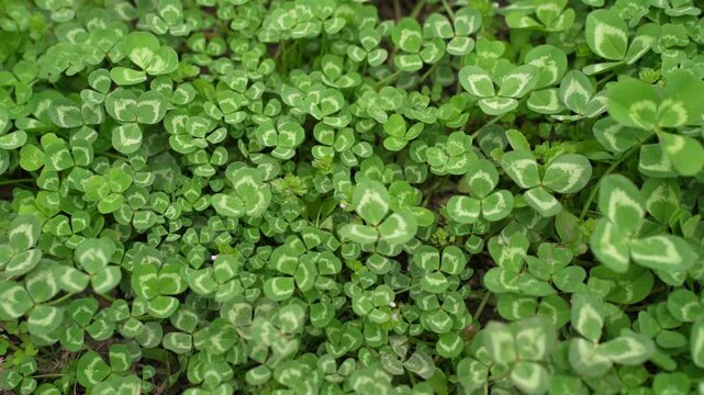 Clover view on top. Carpet of natural clover. Natural grass background. Wild clover