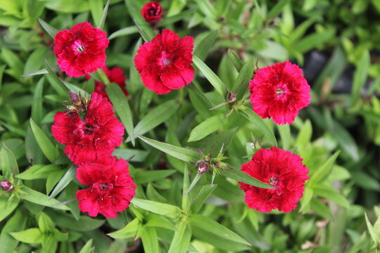 Carnation, Dianthus, caryophyllus, clove pink or Sweet William flowers 
