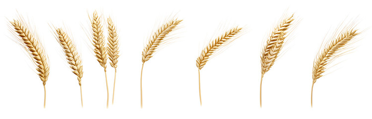  3D wheat ear set isolated on a transparent background png 