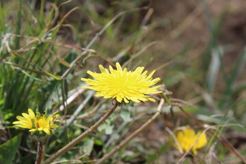 Common Dandelion, Leontodon tuberosus,Hawkbit or Taraxacum erythrospermum
