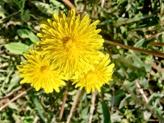 Common Dandelion, Leontodon tuberosus,Hawkbit or Taraxacum erythrospermum
